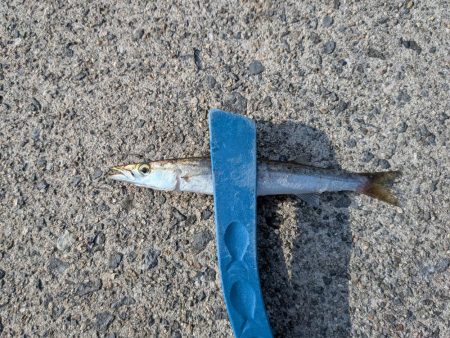 夏のタチウオ狙い